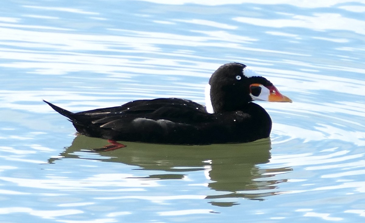 Surf Scoter - ML646331733