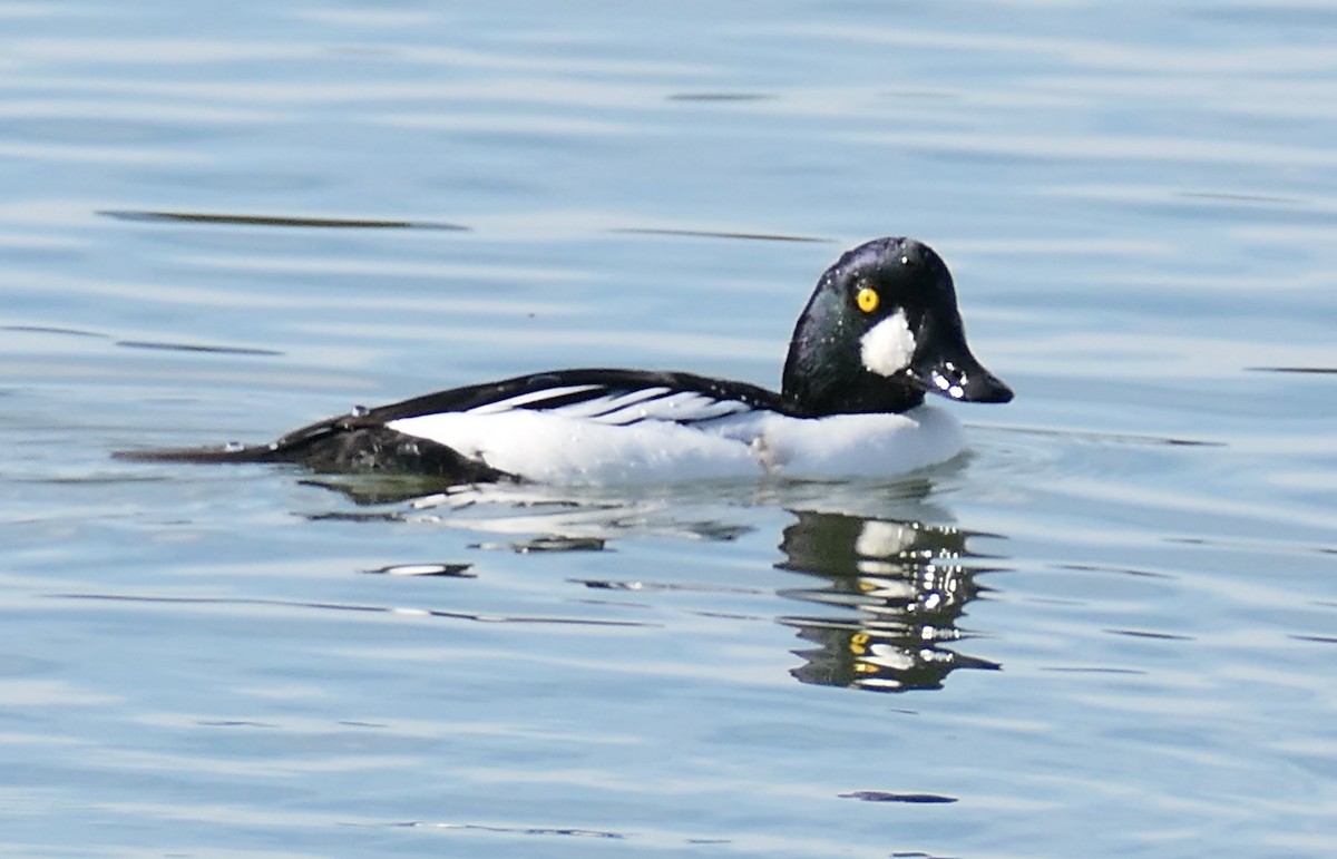 Common Goldeneye - ML646331736