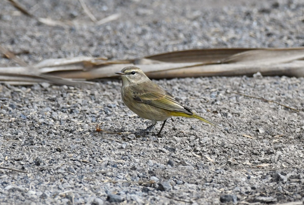 Palm Warbler - ML646331738