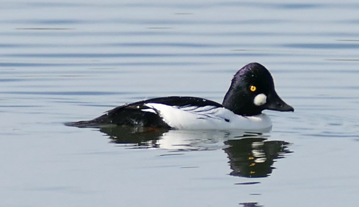 Common Goldeneye - ML646331739