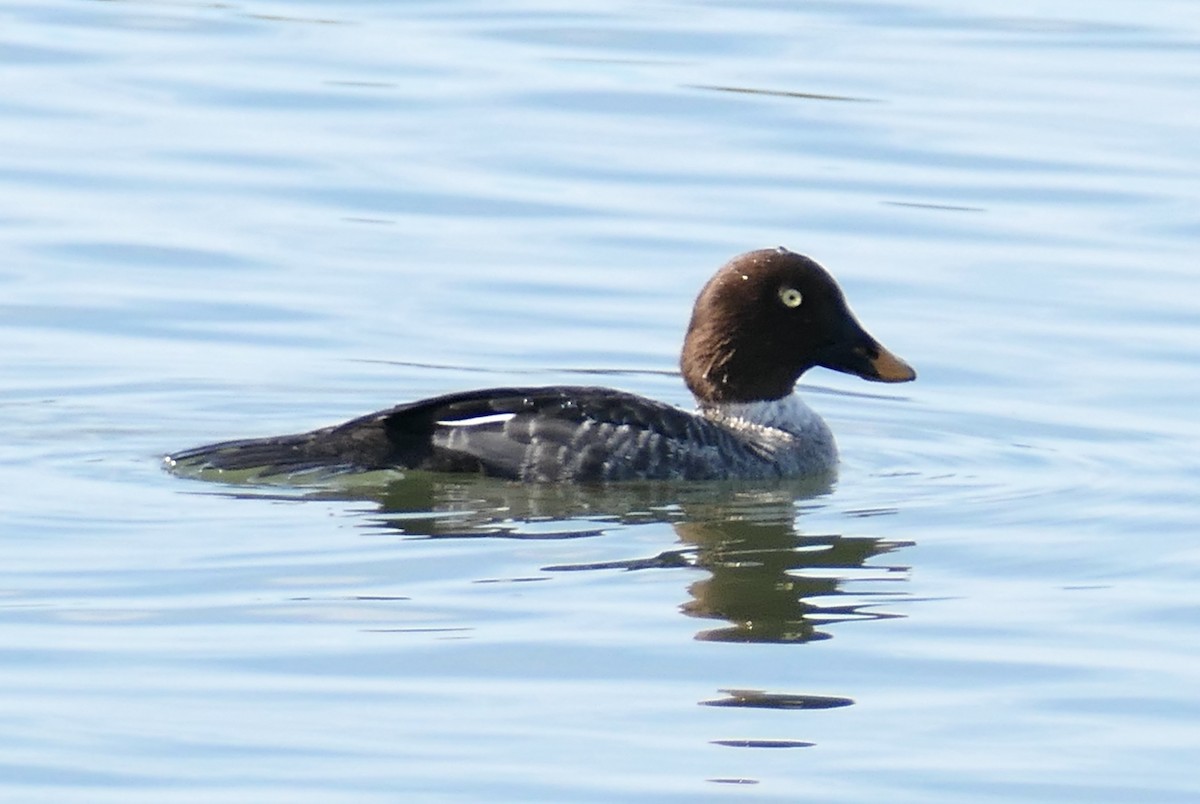 Common Goldeneye - ML646331740