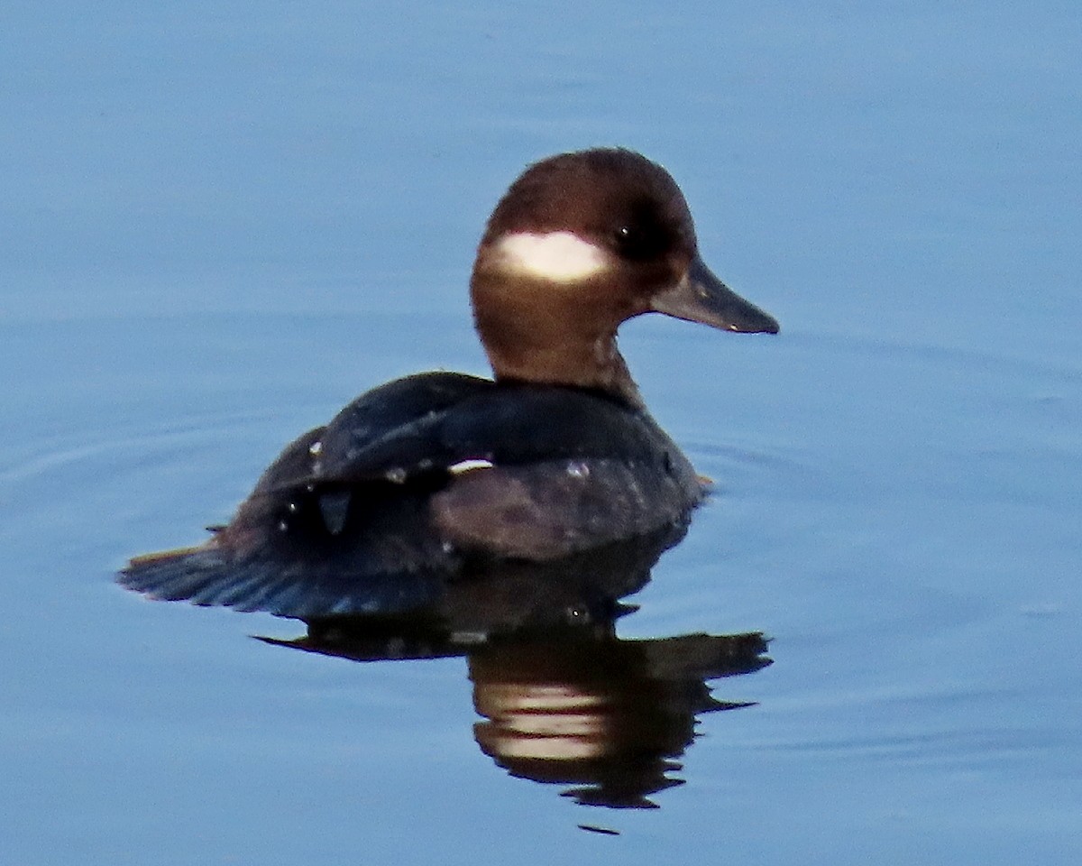 Bufflehead - ML646331742