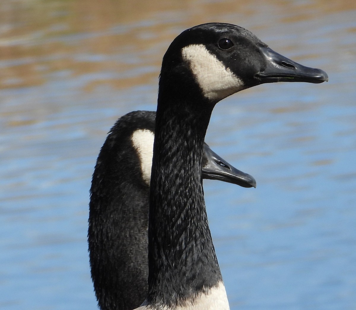 ברנטה קנדית - ML646331744