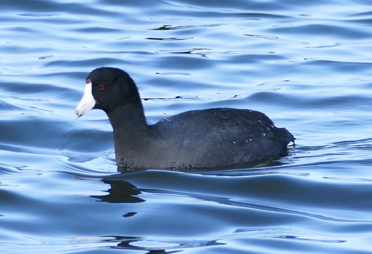 American Coot - ML646331746