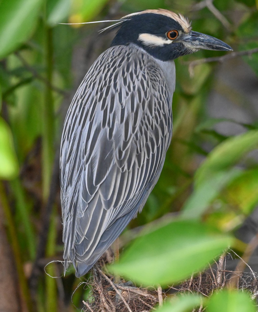 אנפת לילה צהובת-כיפה - ML646331748