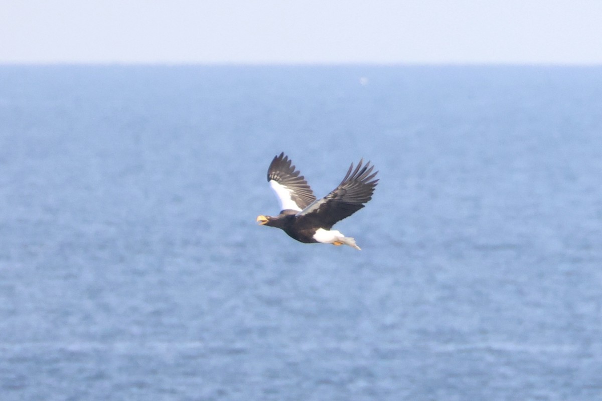 Steller's Sea-Eagle - ML646331749