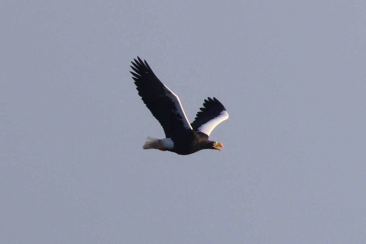 Steller's Sea-Eagle - ML646331750
