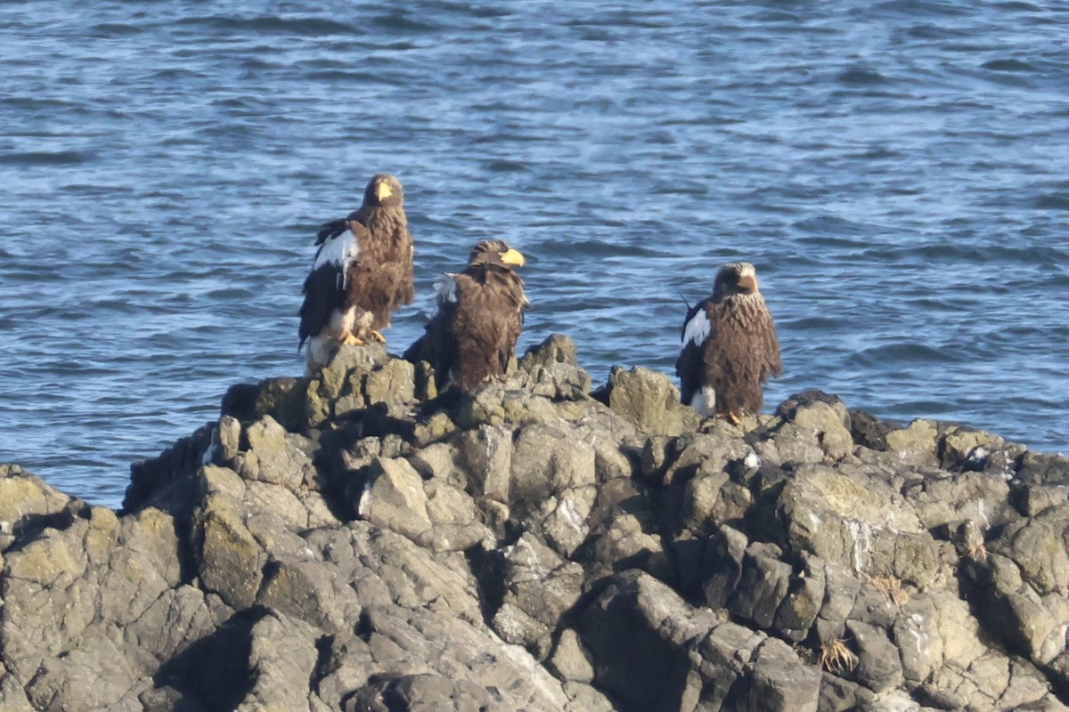 Steller's Sea-Eagle - ML646331751