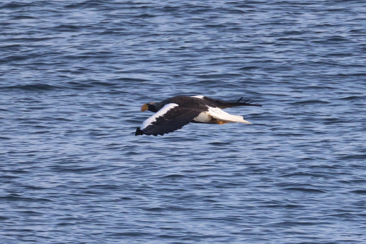 Steller's Sea-Eagle - ML646331752