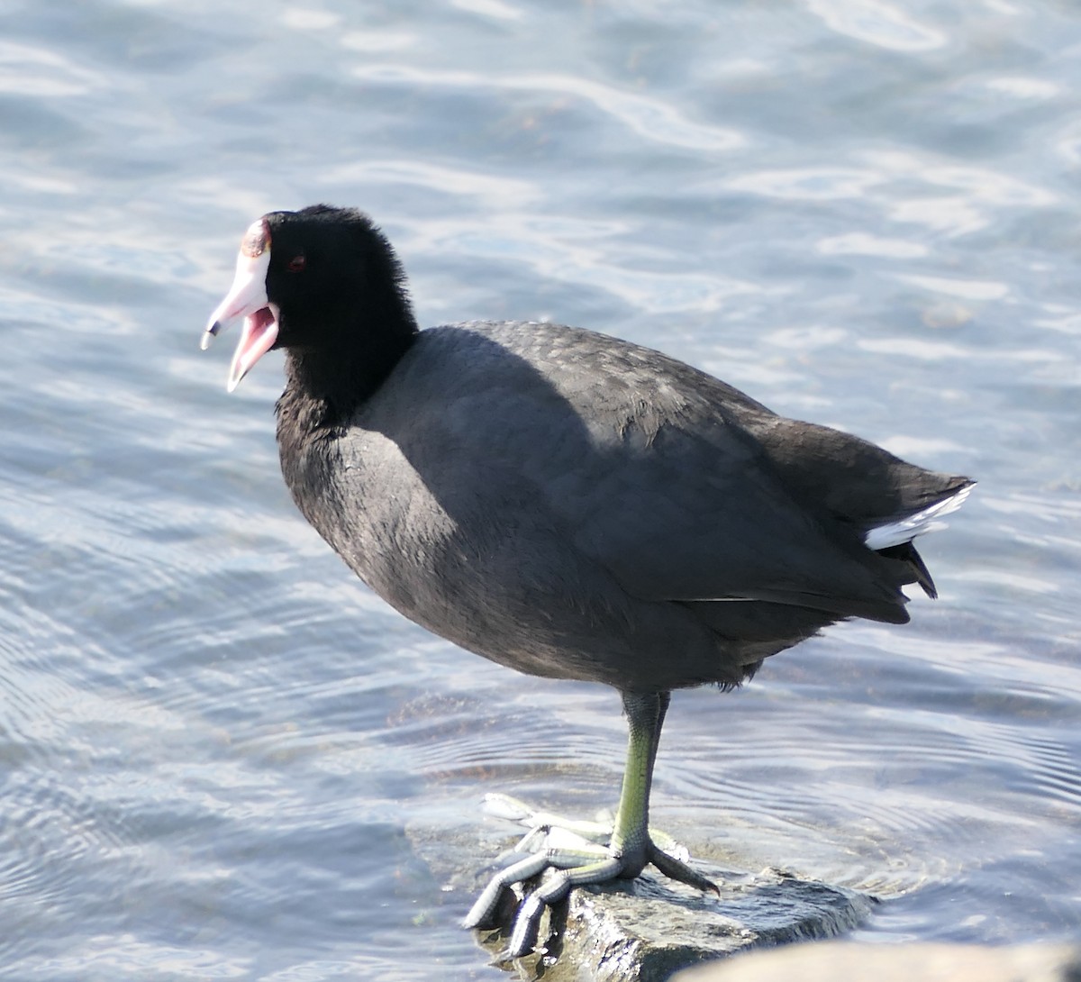 American Coot - ML646331753