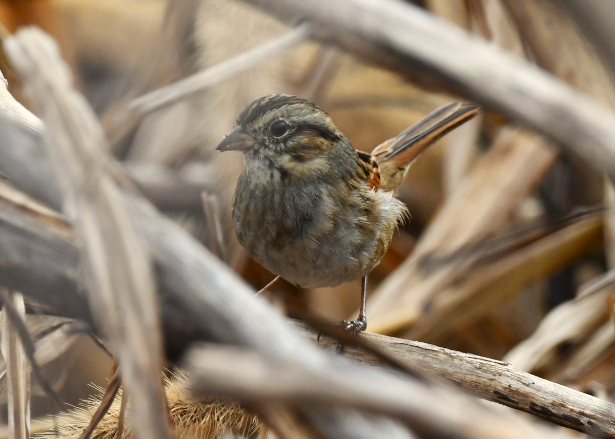 Swamp Sparrow - ML646331757