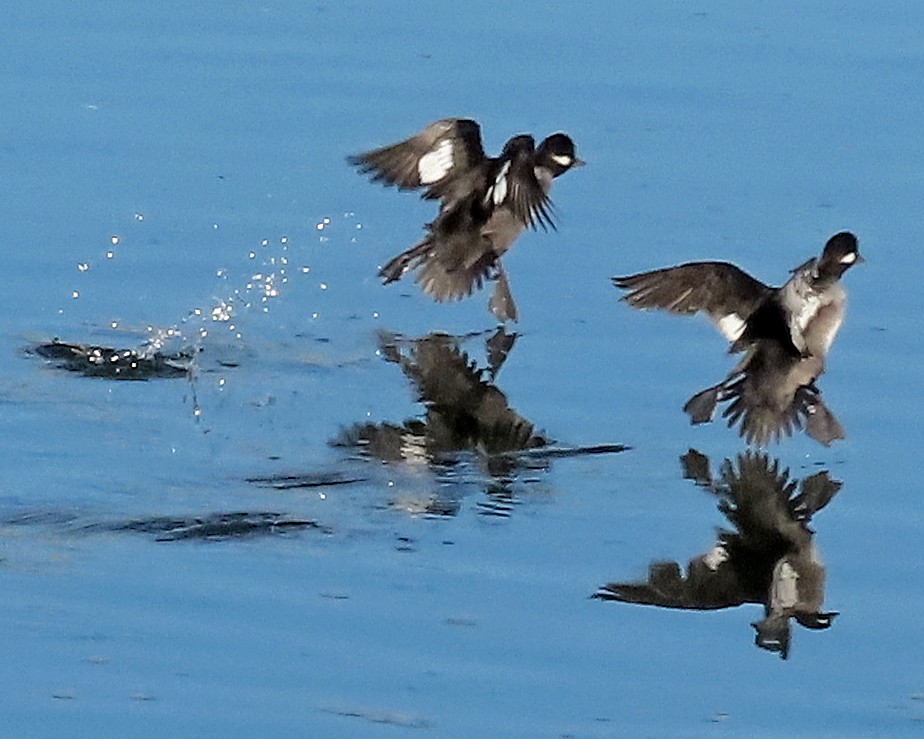 Bufflehead - ML646331758