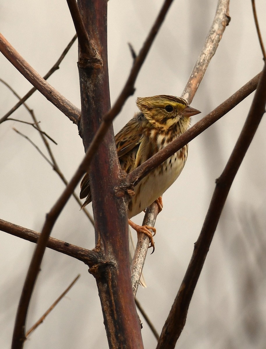Savannah Sparrow - ML646331763
