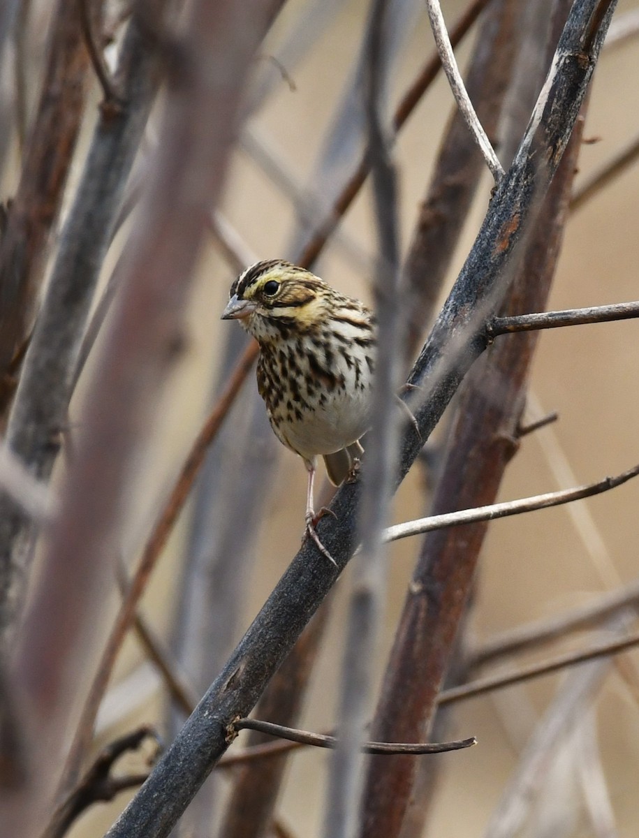Savannah Sparrow - ML646331764