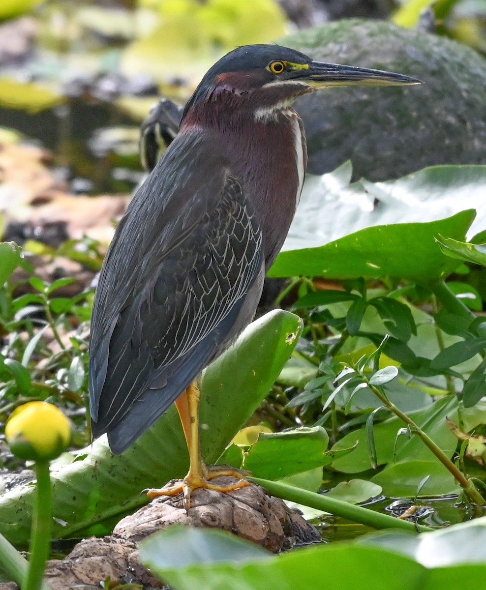 Green Heron - ML646331765