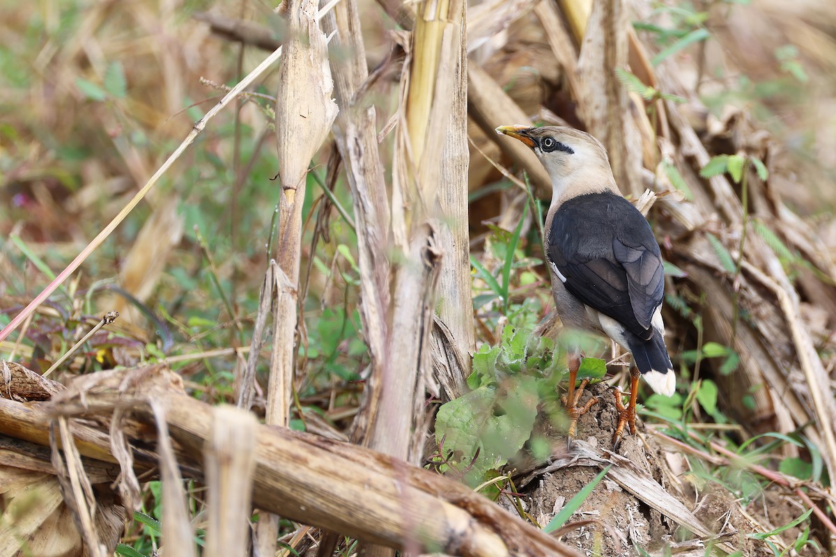 vinstær - ML646331769