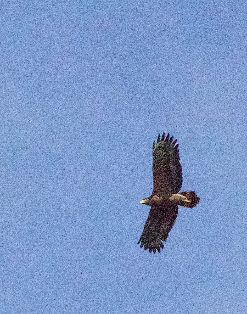 Хохлатый змееяд - ML646331770