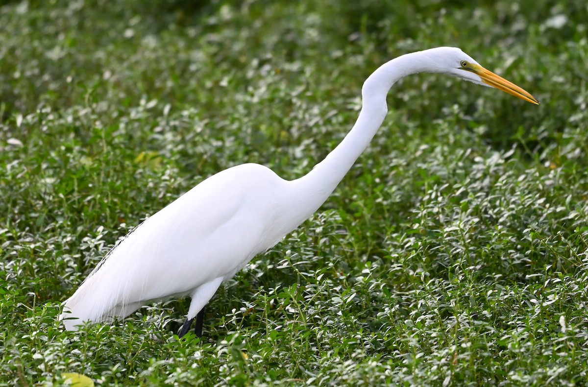 Great Egret - ML646331771