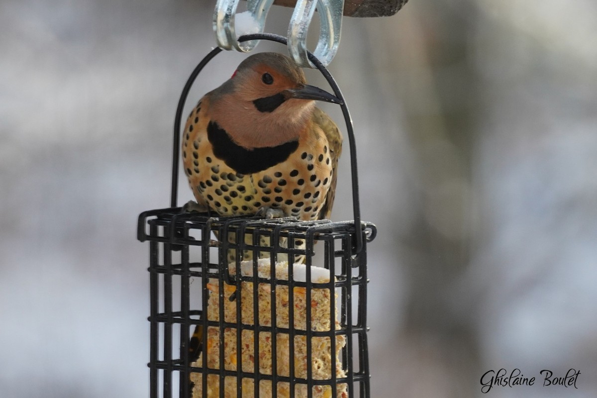 Northern Flicker - ML646331772