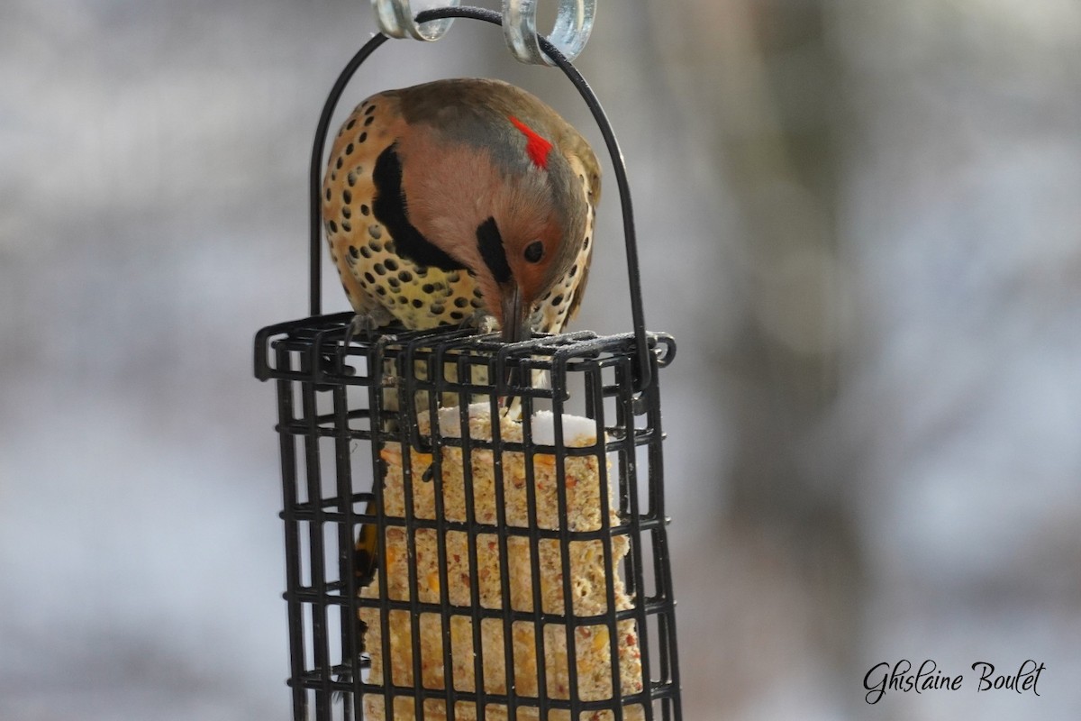 Northern Flicker - ML646331773