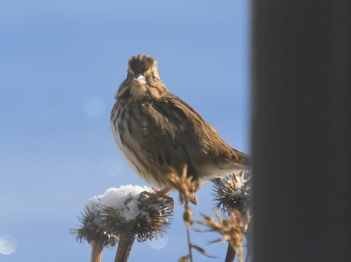 Song Sparrow - ML646331774