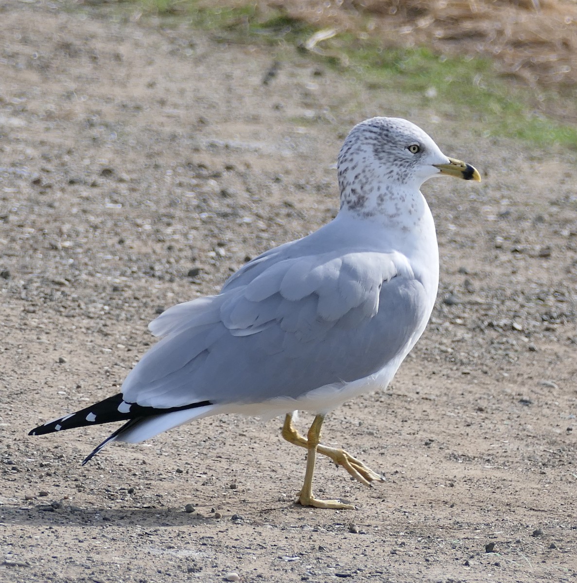 Ring-billed Gull - ML646331775