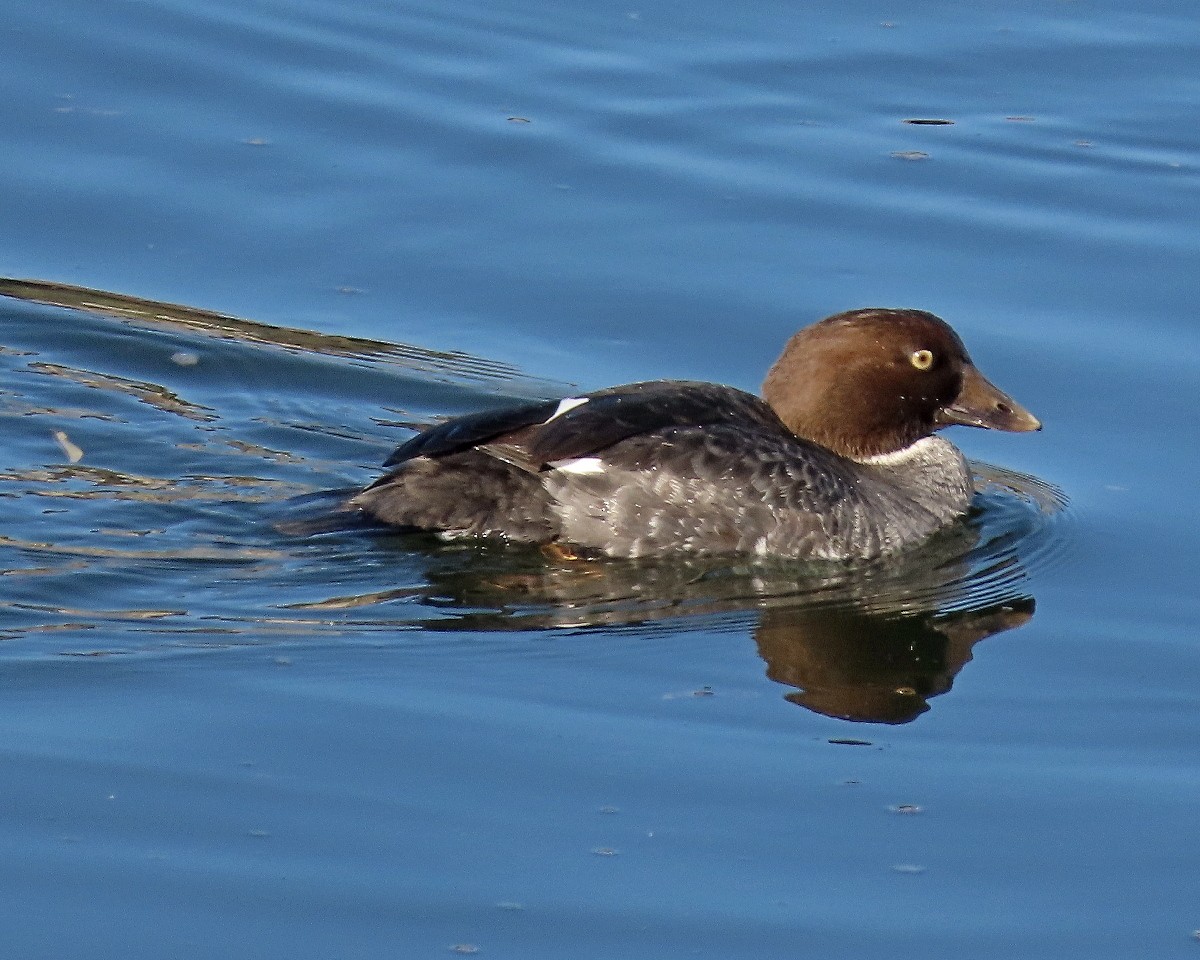 Common Goldeneye - ML646331776