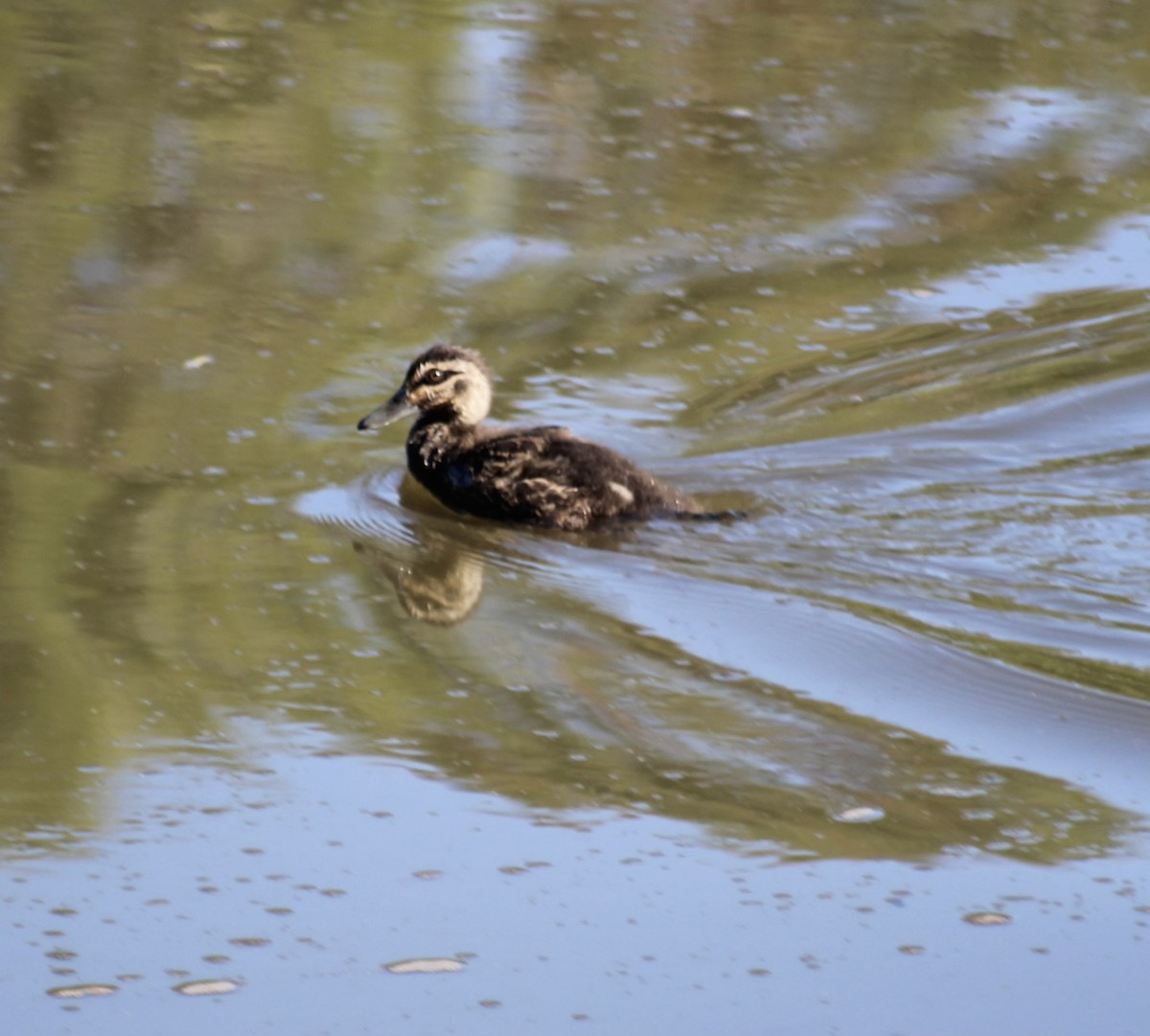 Pacific Black Duck - ML646331779