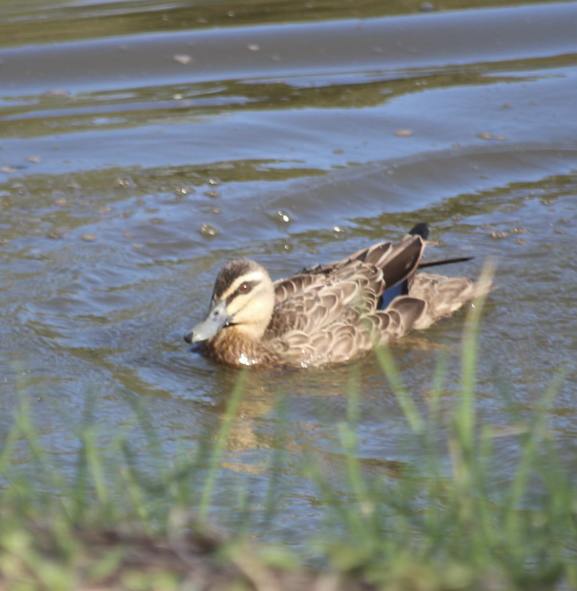 Pacific Black Duck - ML646331780