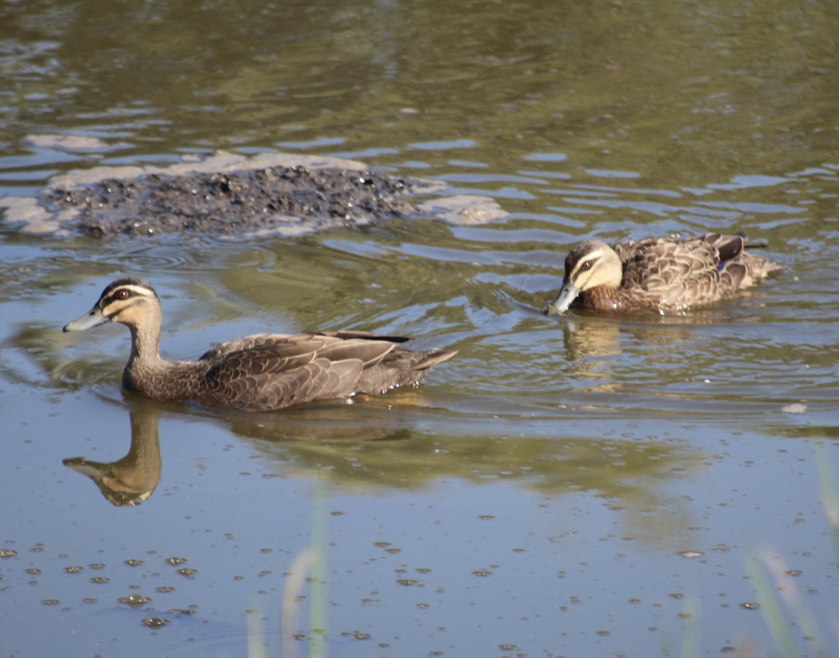 Pacific Black Duck - ML646331781