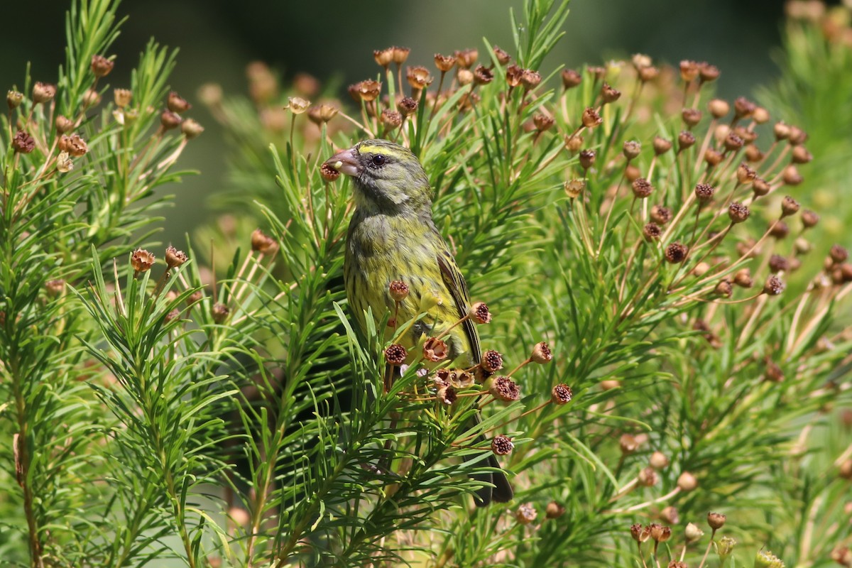 Forest Canary - ML646331785