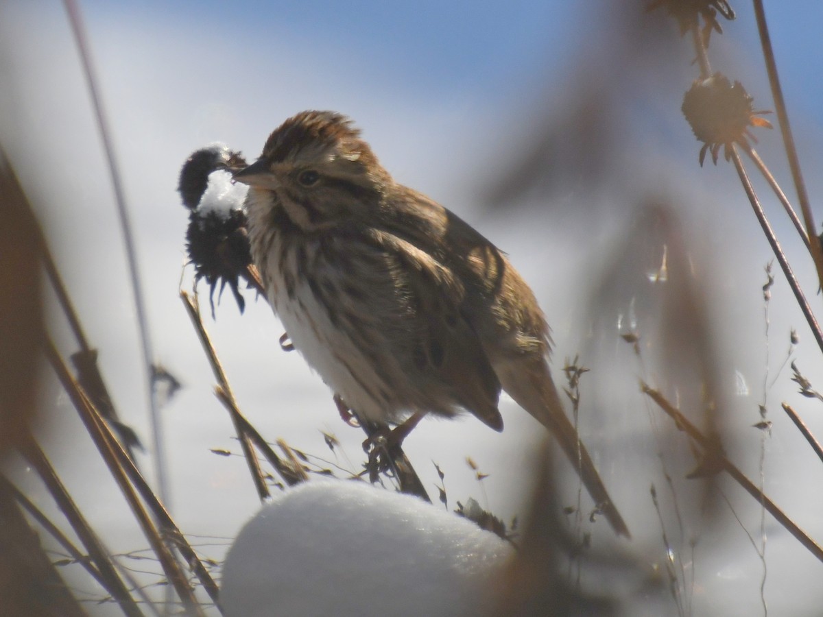 Song Sparrow - ML646331792