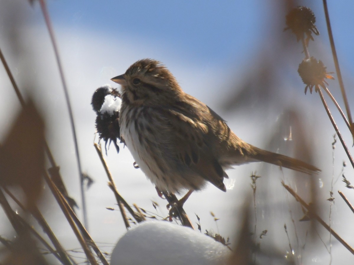 Song Sparrow - ML646331794