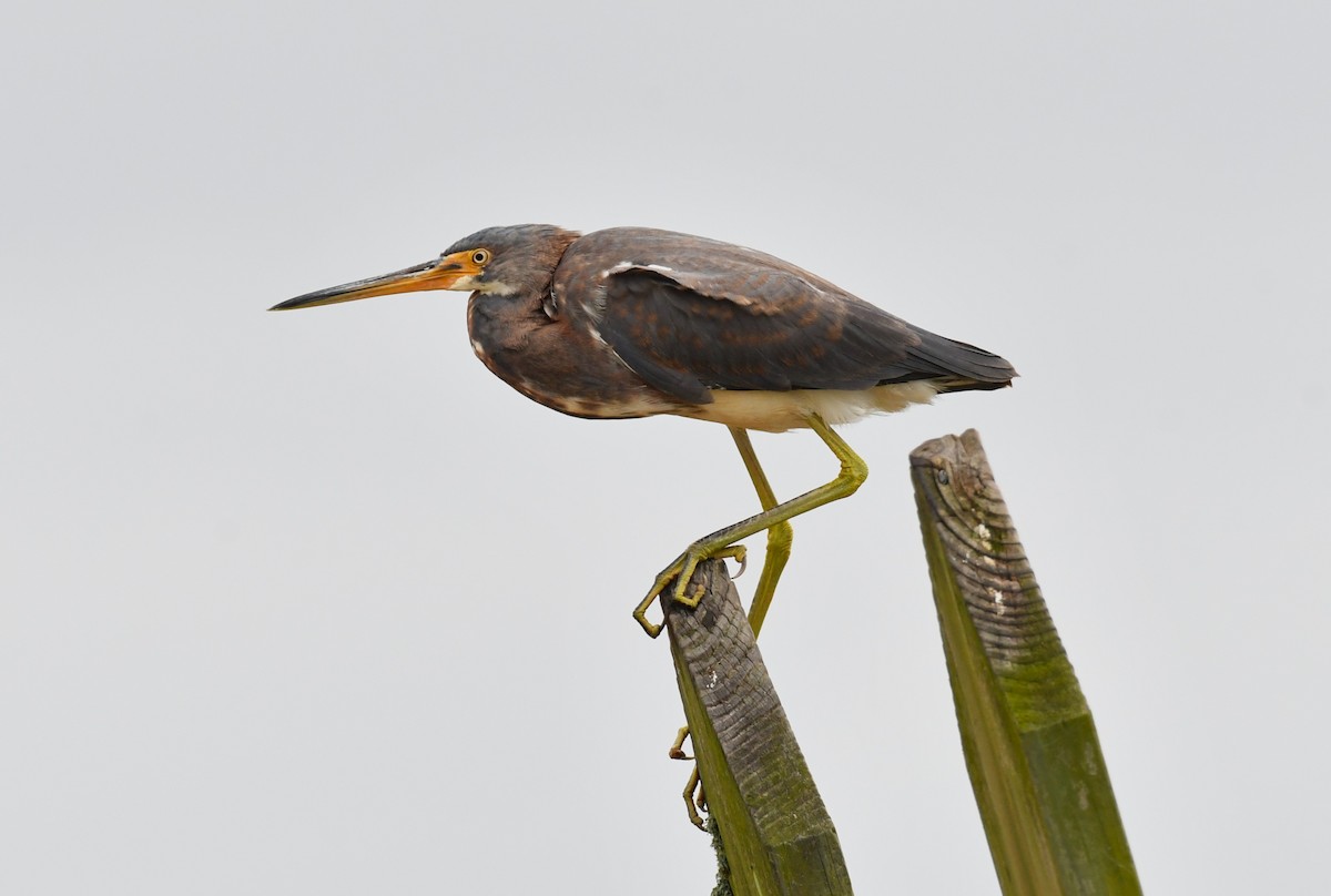 Tricolored Heron - ML646331795