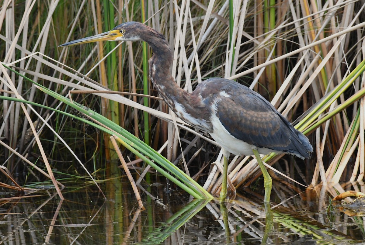 Tricolored Heron - ML646331796