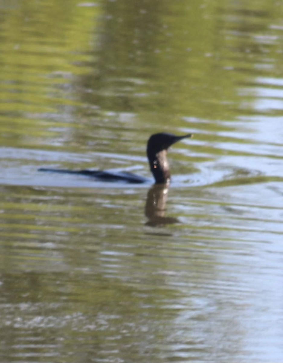 Little Black Cormorant - ML646331797