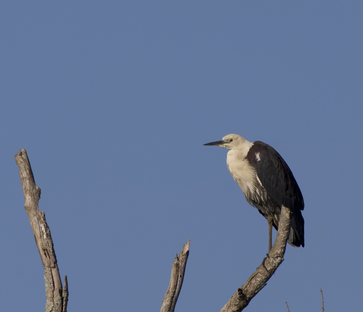 volavka bělokrká - ML646331798