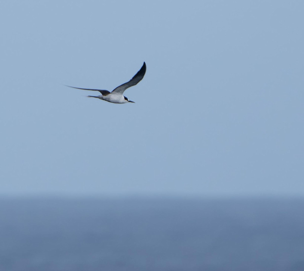 Sooty Tern - ML646331799
