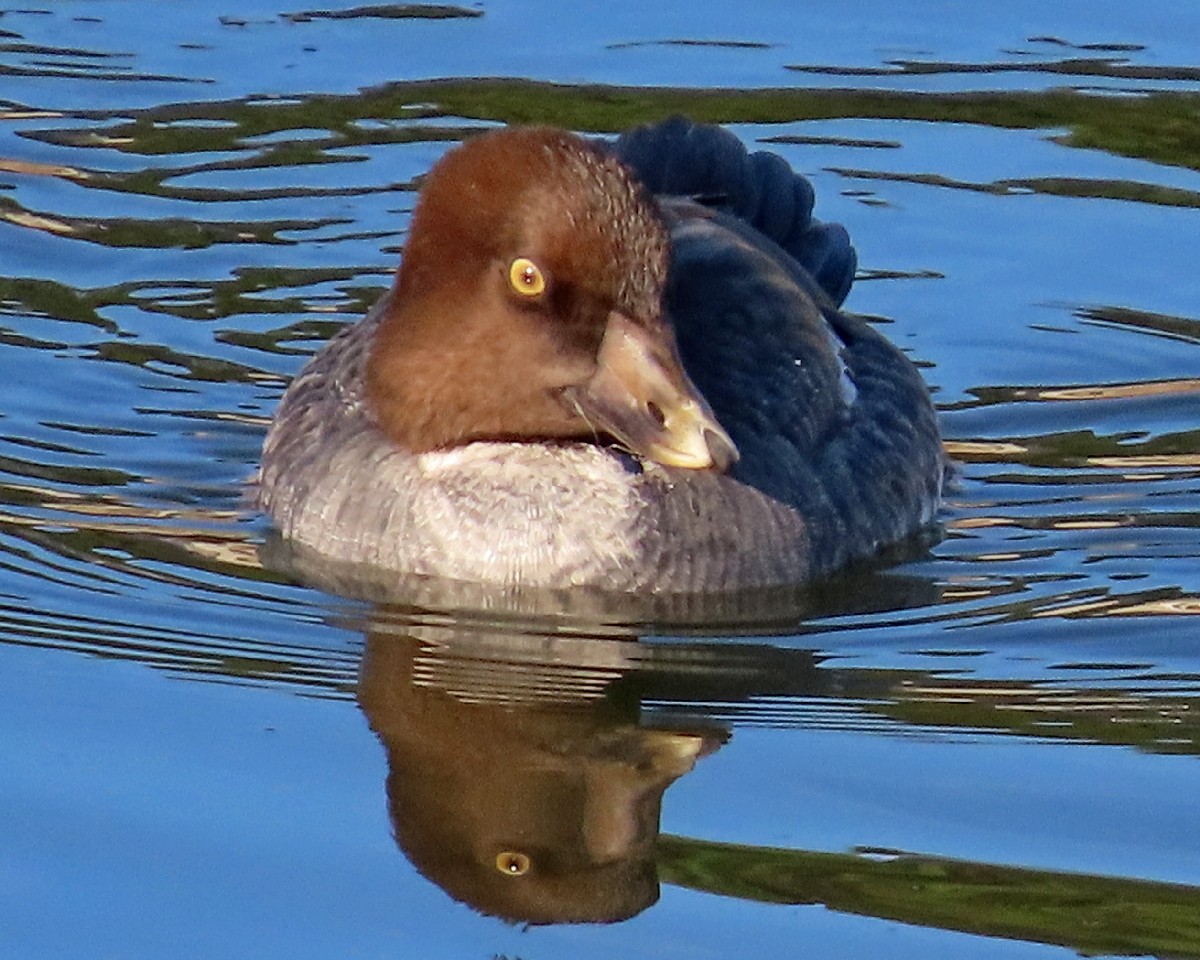 Common Goldeneye - ML646331800
