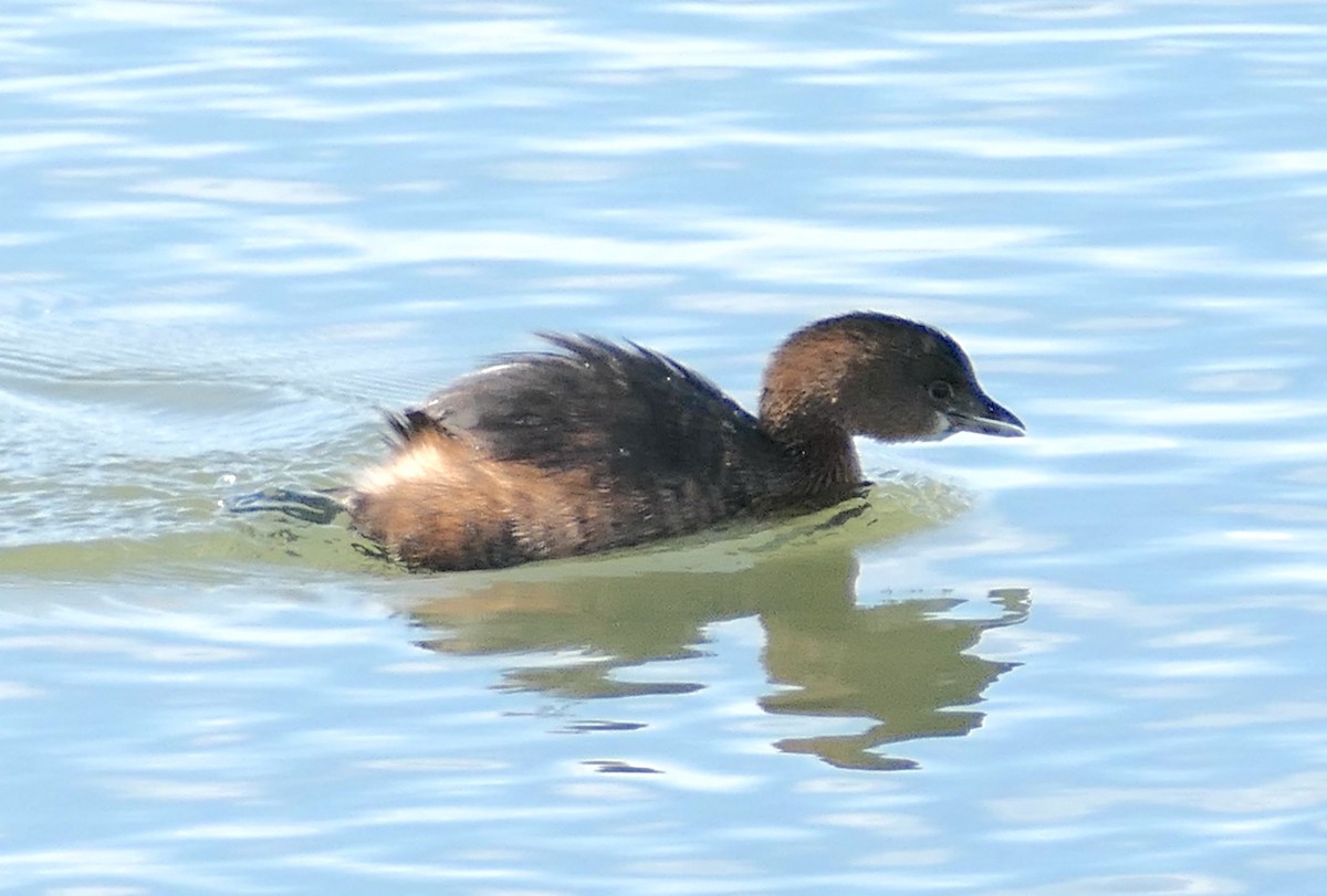 Pied-billed Grebe - ML646331801