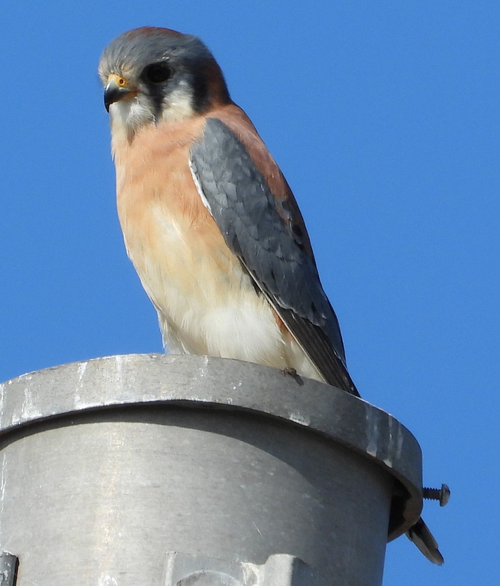 בז אמריקני - ML646331802