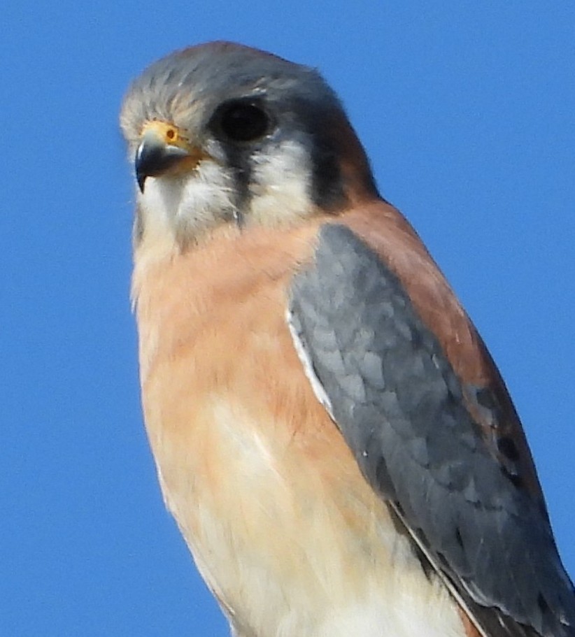 בז אמריקני - ML646331803