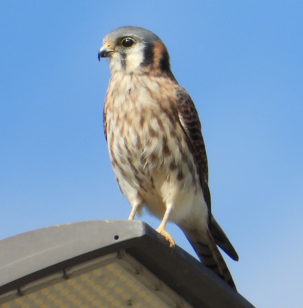 בז אמריקני - ML646331804