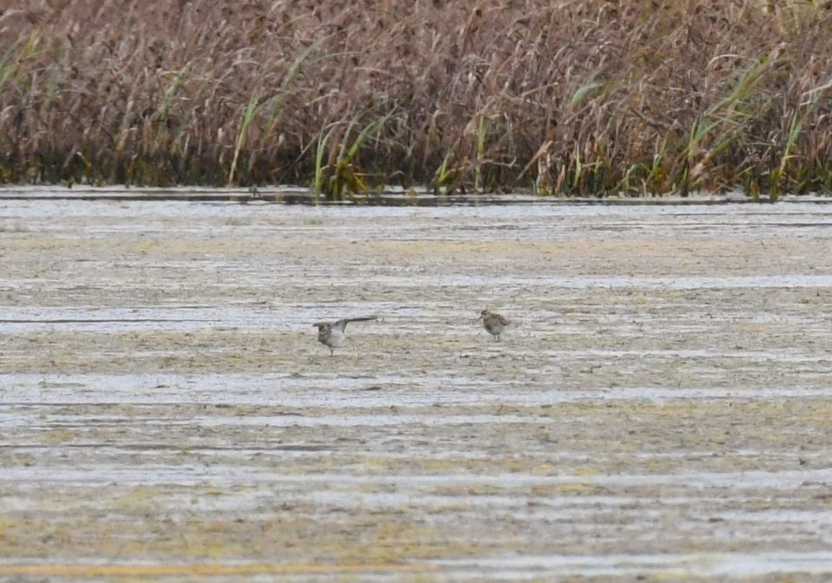 jespák skvrnitý - ML646331806