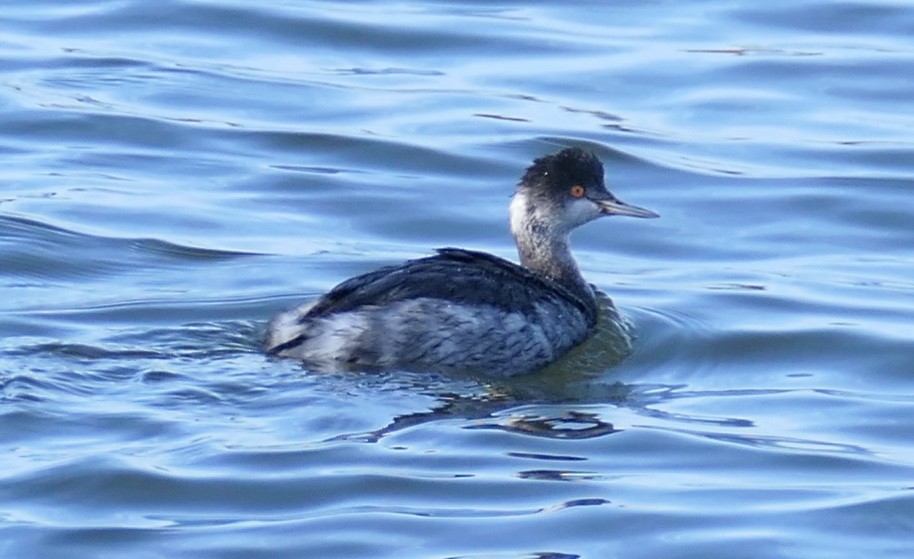 Grèbe à cou noir - ML646331811