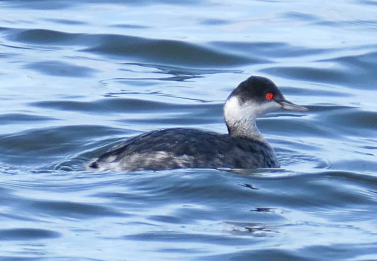 Grèbe à cou noir - ML646331814