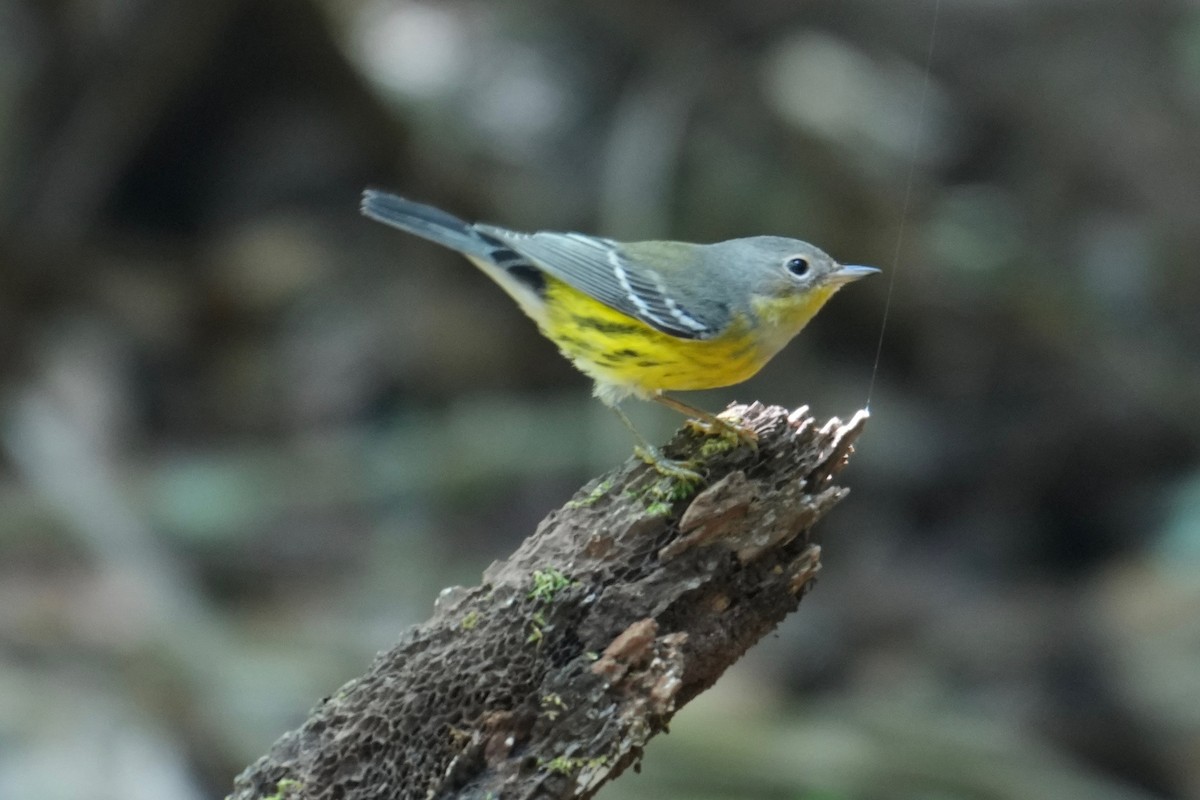 Magnolia Warbler - ML646331815