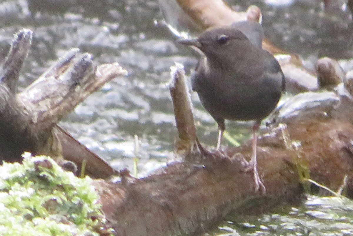 American Dipper - ML646331816