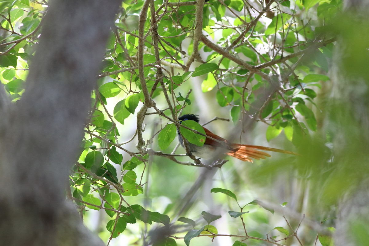 African Paradise-Flycatcher - ML646331817