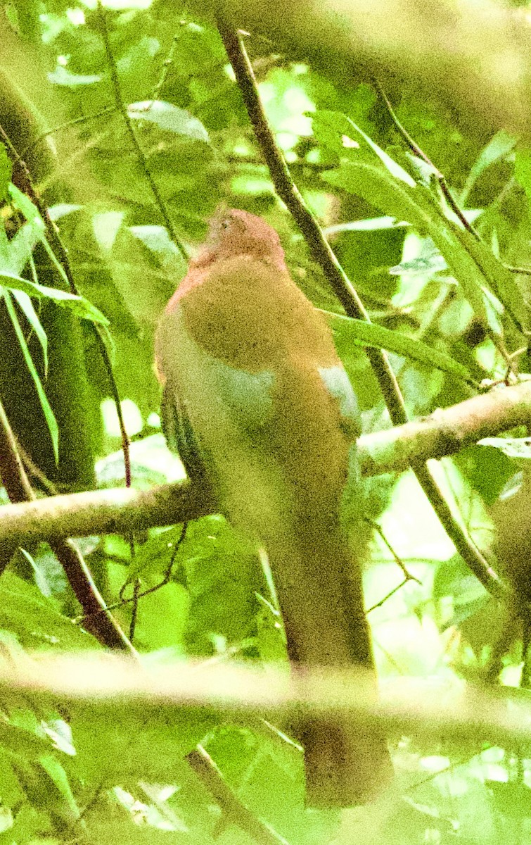 Красноголовый трогон - ML646331819